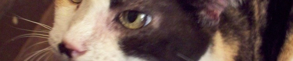 My oldest cat, Alice.