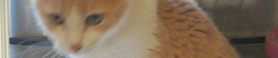 Cream and white queen cat.