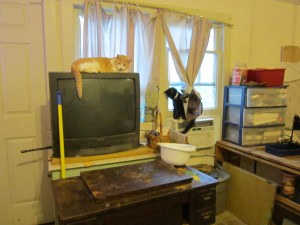 Carmen loves electronic equipment to sleep on. She was very disappointed when I got a flat screen monitor.