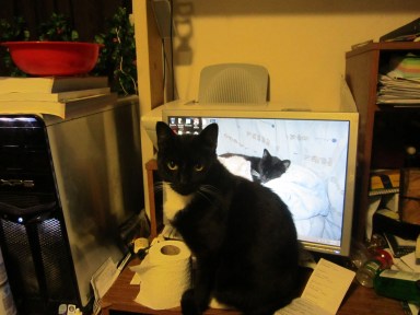 Tuxedo marked black and white cat.