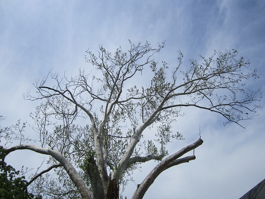 Sycamore tree, leafing out.