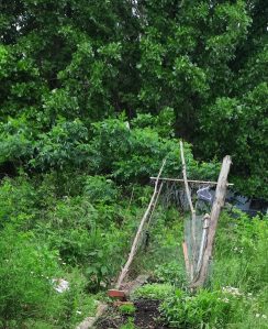 Picture of young garden in June